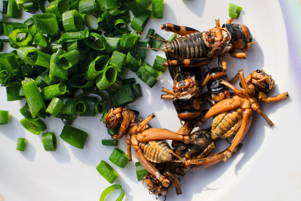 eating insects1